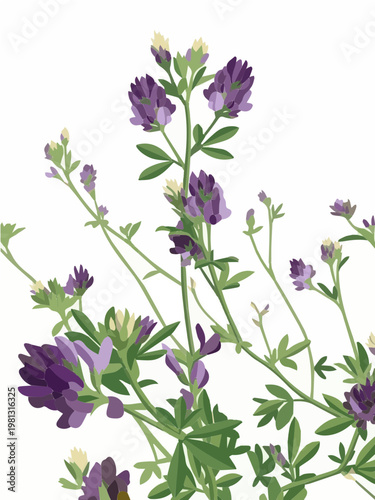 Alfalfa blooming flowers and green stems botanical flat vector illustration