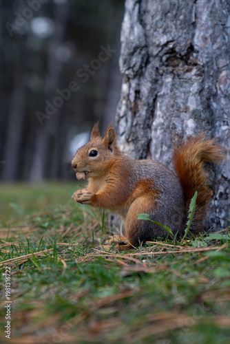 a squirrel eating peanuts in the grass