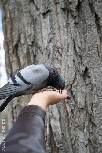 Pigeon Eating from Human Hand. Urban Wildlife Interaction Close-Up