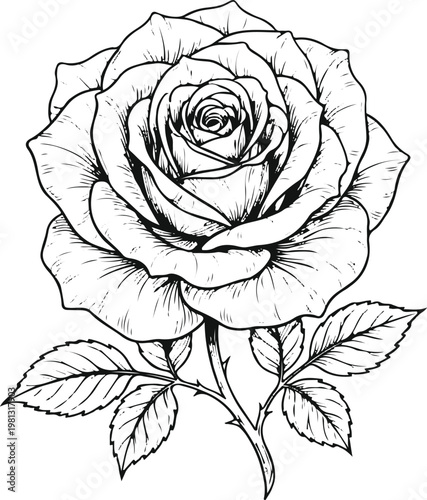 black rose vector illustration