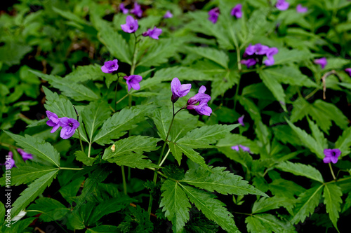 Blooming Dentaria glandulosa at springtime