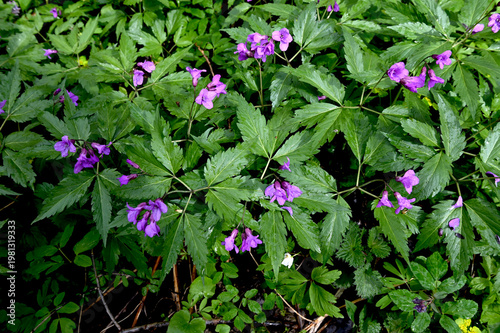 Blooming Dentaria glandulosa at springtime