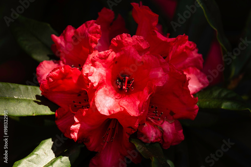 Crimson in Bloom: A Rhododendron’s Bold Spring Moment