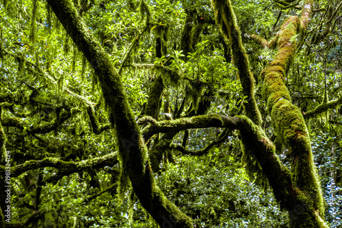 Mossy ancient trees in laurel forest Garajonay Canary Islands