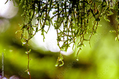 Hanging moss with water drops in laurisilva Canary Islands