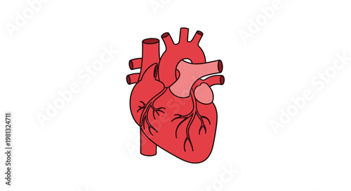A precise anatomical illustration shows the external surface of a human heart featuring intricate coronary arteries and veins against a bright white background.
