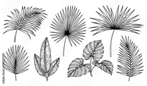 Monochrome Hand Drawn Tropical Palm Leaves Botanical Vector Collection for Nature and Foliage Design