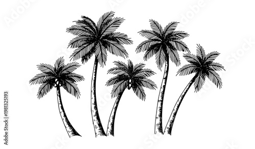 Vintage Hand Drawn Palm Tree Ink Illustration in Retro Sketch Style for Tropical Design Projects
