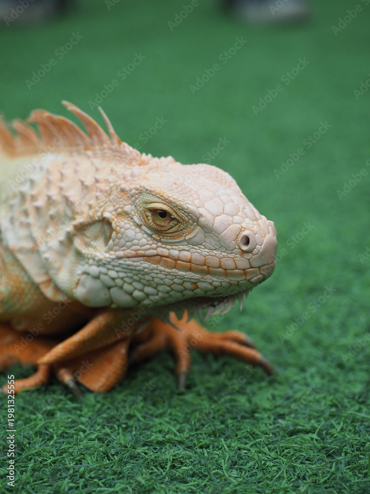 Fototapeta premium Orange Iguana Looking Alert on Grass