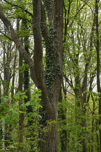 Wallpaper Mural frühling Torontodigital.ca