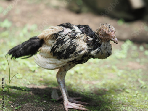 Sick Young Grey Chicken Showing Weak Posture and Dull Feathers