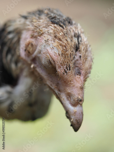 Ill Grey Young Chicken with Lethargic Expression and Poor Feather Condition