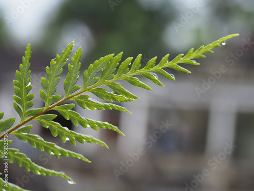 Fern Leaf Macro with Soft Bokeh