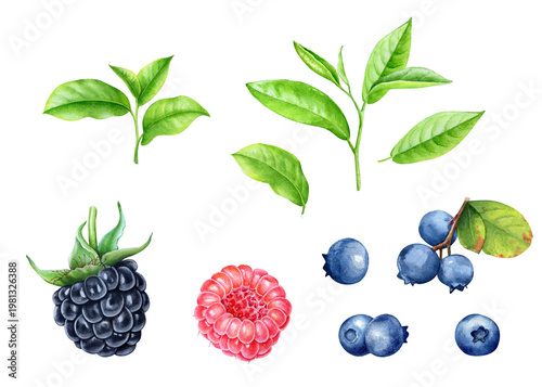 Green tea leaves, blackberry, raspberry and blueberry watercolor hand drawn botanical illustration.