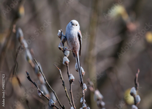 long-tailed tit bird sits on willow branches with fluffy white buds in a sunn...