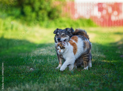 Cute friends, a dog and a cat, are walking in the spring garden together amon...