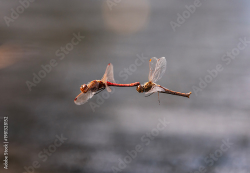 Fotografi A pair of dragonflies fly together during the mating season near the water