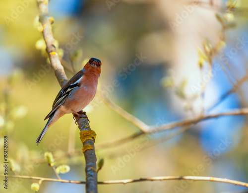 Portrait of a male chaffinch bird sitting on a branch in a sunny spring park ...