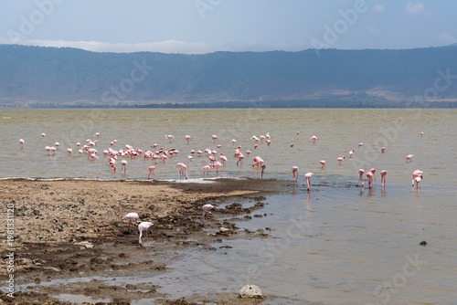flamingos wading in lake magadi and mountains on horizon at ngorongoro crater national park tanzania