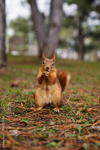 Squirrel Eating Food on Grass Natural Feeding Behavior in Park