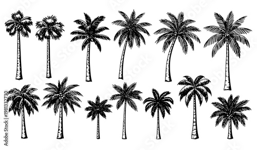 Vintage Hand Drawn Ink Sketch Palm Tree Set Vector Collection for Tropical Retro Design Projects