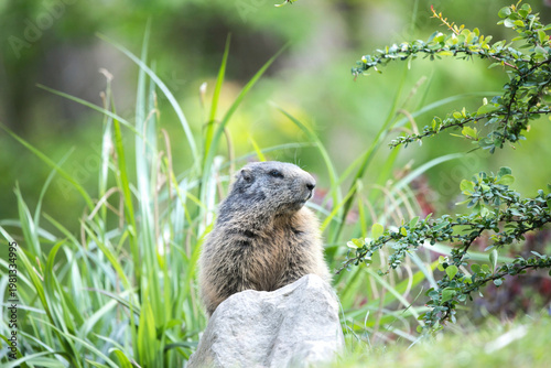 A marmot in the mountains during the day