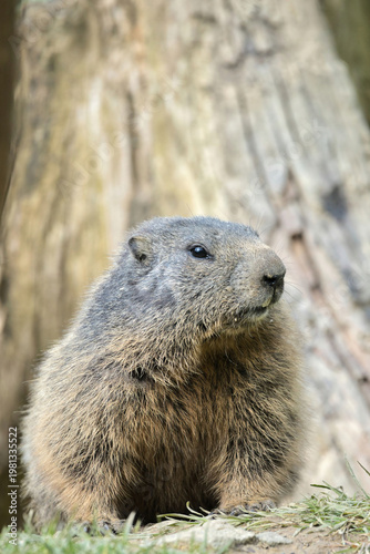 A marmot in the mountains during the day