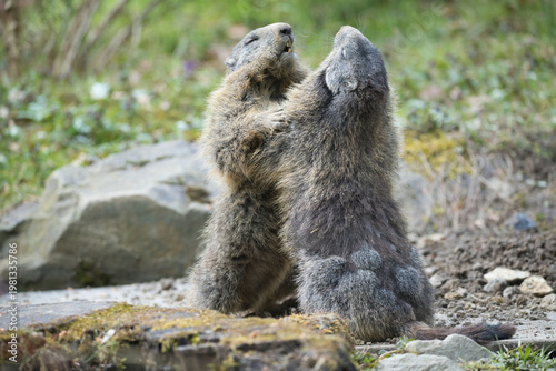 Two marmots fighting each other in the mountains during the day