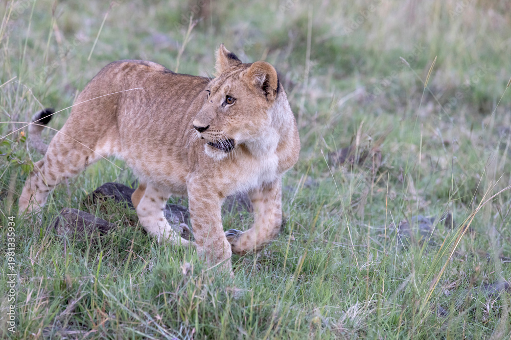 Fototapeta premium Young Lion on the Proel