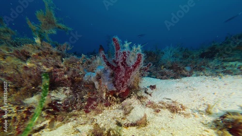 Deep marine life - Dead man's fingers -soft coral- 46 meters depth