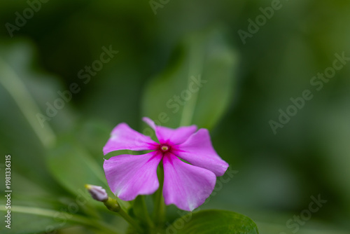 Pink periwinkle / vinca flower