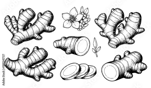 Vintage Engraved Ginger Root and Flower Botanical Vector Set for Herbal Medicine and Detox Design