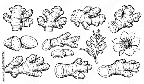 Big Collection of Ginger Root Engraved Style Vector Illustrations with Flower and Slices Isolated on White Background