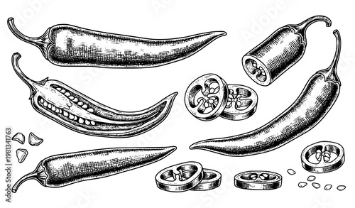 Hand Drawn Chili Pepper Engraved Style Vector Illustration Set Isolated on White Background