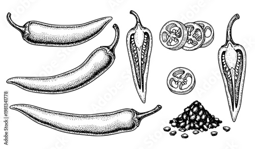 Vintage Engraved Chili Pepper Set with Sliced and Crushed Forms Vector Illustration for Spice Design