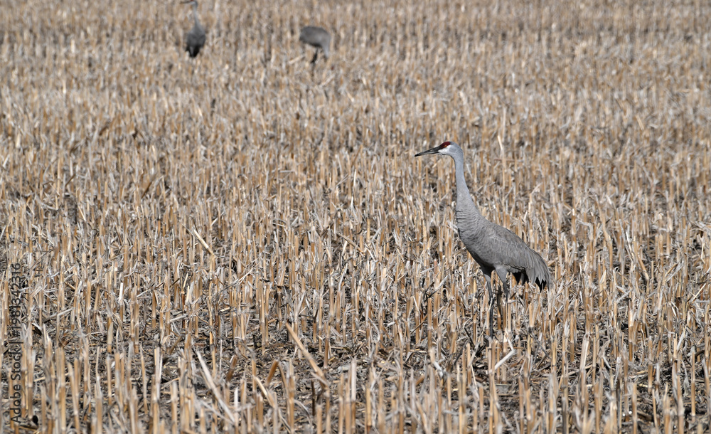 Fototapeta premium Cranes in the Corn Stubble Field