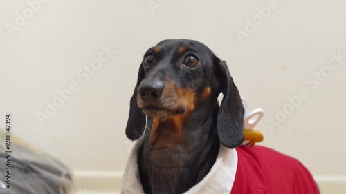 A dachshund in a white shirt and red sweater looks up and around with huge surprised eyes, a shocked pet portrait.
