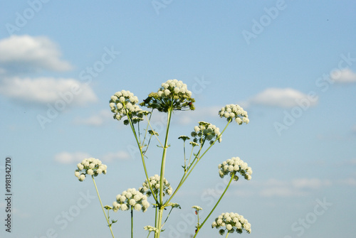White flowers growing against a blue sky on a sunny day