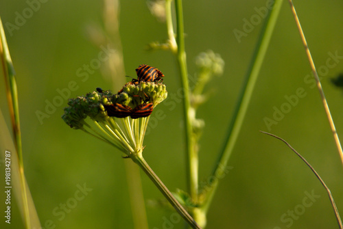 Butterflies gather on green plants during sunny afternoon