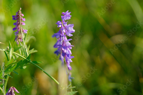 Purple flowers growing in a green field during daylight hours