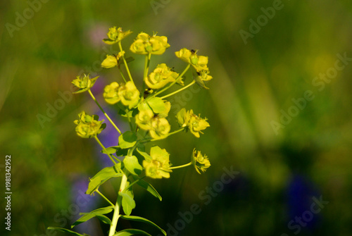 Close-up view of a yellow flowering plant in a green field during daytime