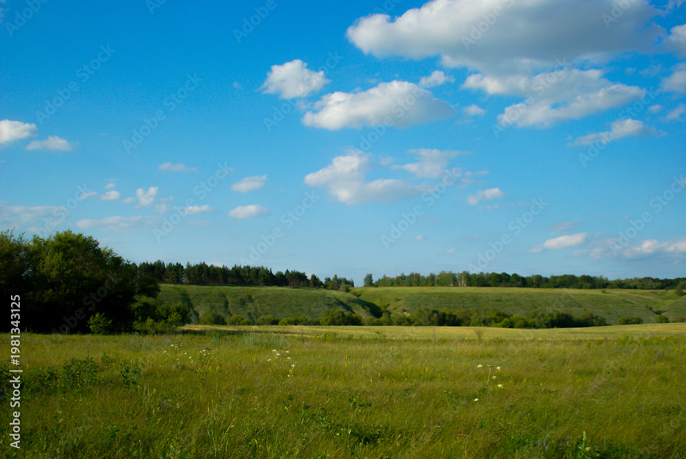 Fototapeta premium Open field with blue sky and clouds above green landscape in summer