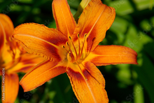Vibrant orange lily in full bloom under bright sunlight on a summer day