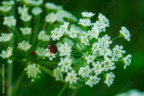 Bee sits on white flowers in a green garden during sunny afternoon