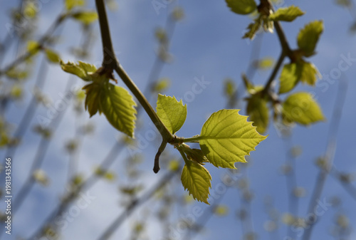 Wallpaper Mural frischer trieb Torontodigital.ca