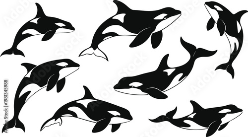 Vector set of black and white cat silhouettes and wild ocean animals featuring flying birds, dolphins, and sharks in a nature illustration