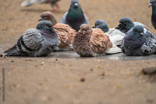 Принти на полотні Pigeons walking and pecking on a city street, representing urban wildlife, everyday city life, and peaceful coexistence of animals within human environments