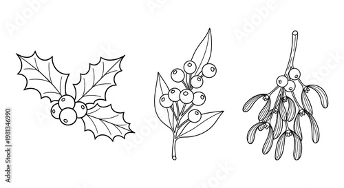 Holly and mistletoe botanical illustrations with a stark silhouette