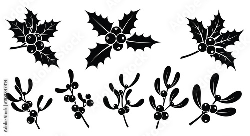 Black and white holly and mistletoe botanical illustrations a silhouette