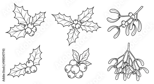 Botanical illustrations of holly and mistletoe a festive silhouette